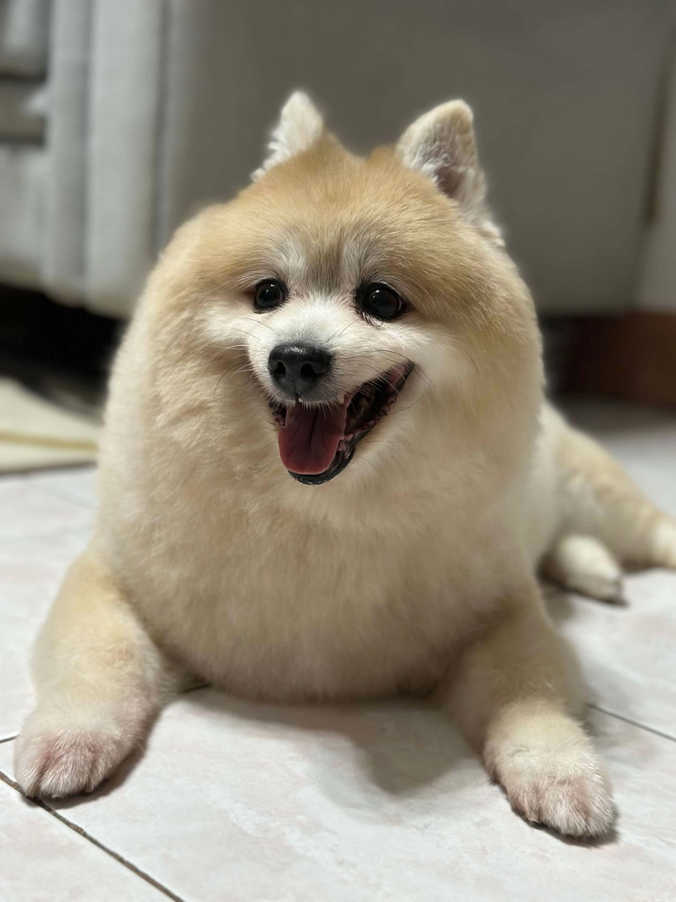 Pomeranian dog in San Francisco